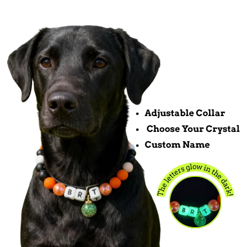 🧡 Sunny Sprint | Orange Personalized Name Collar.