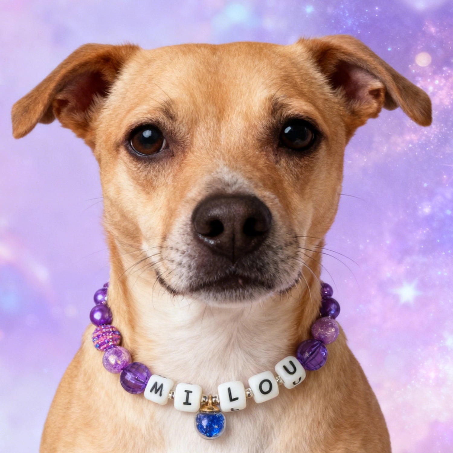 💜✨ Berry Muse Handmade Pet Collars | Custom & Safe Pet Accessories.